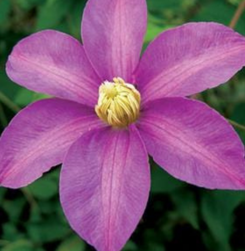 Clematis Dorothy Tolver