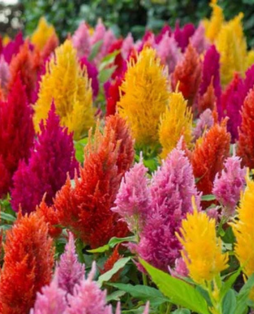 Celosia Pampas Plume - Pacific Northwest Seeds