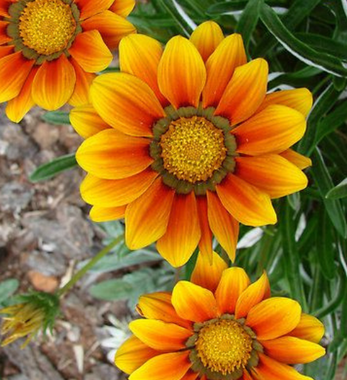 African Daisy Aurantica - Pacific Northwest Seeds