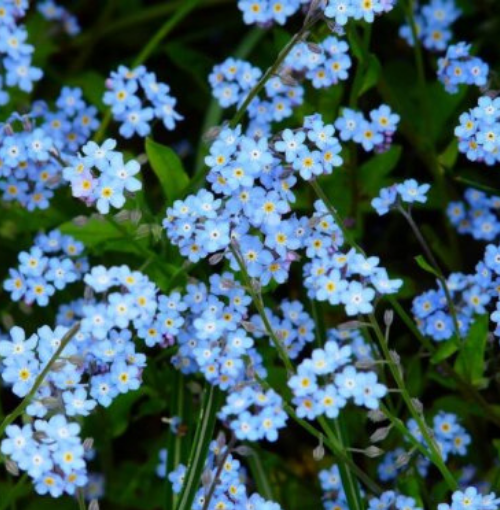 Alpestris Blue Forget-Me-Not - Ontario Seed Company