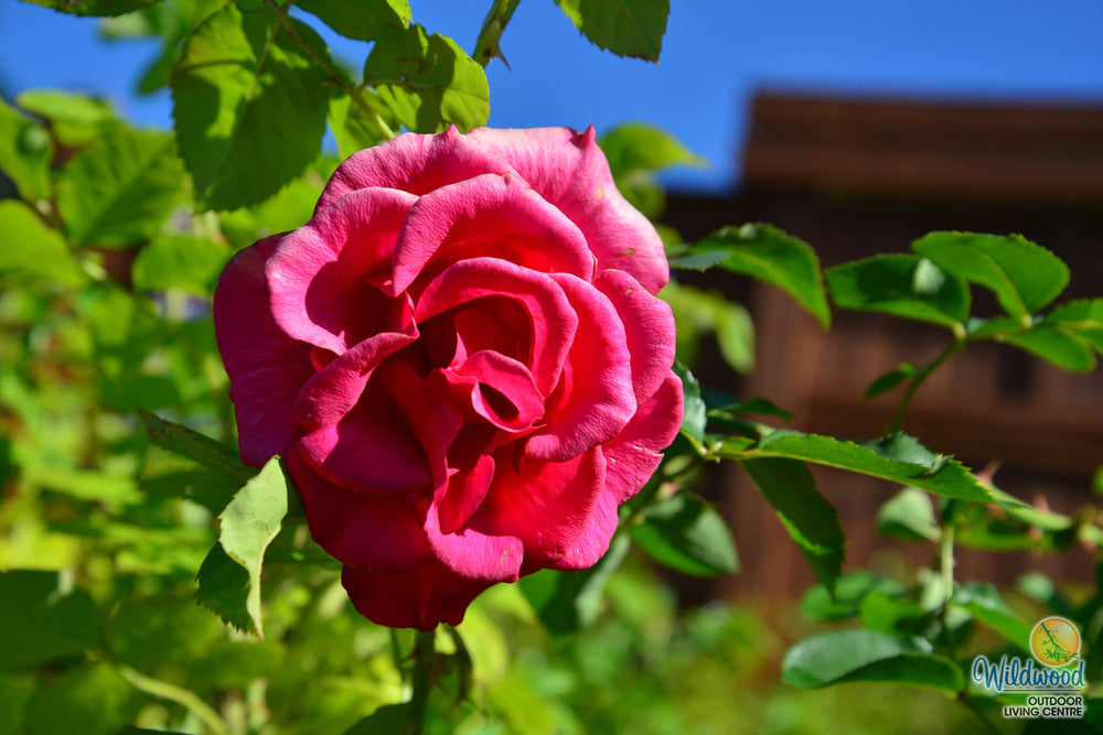 Uptown Girl - Weeks Rose