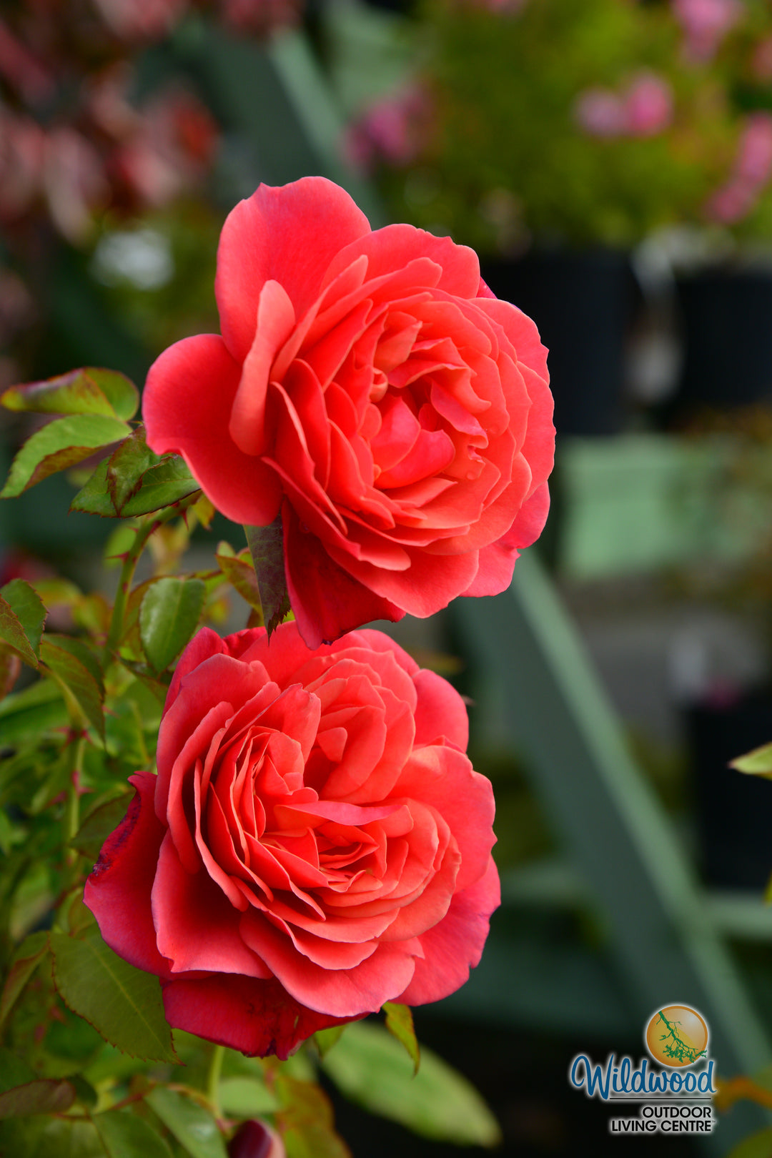Uptown Girl - Weeks Rose