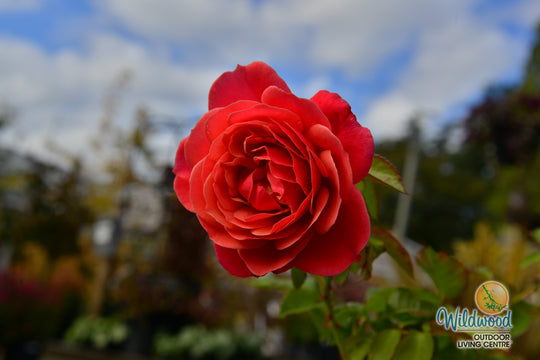 Uptown Girl - Weeks Rose
