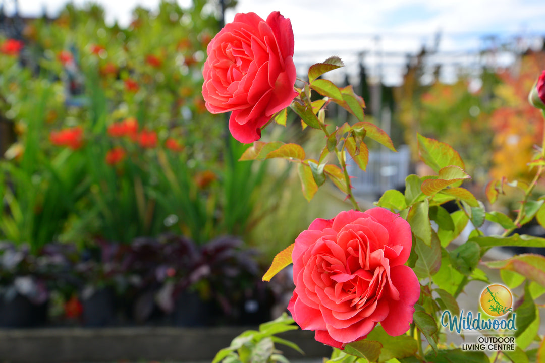 Uptown Girl - Weeks Rose