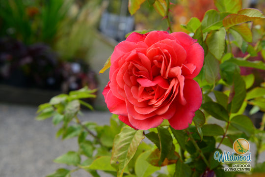 Uptown Girl - Weeks Rose