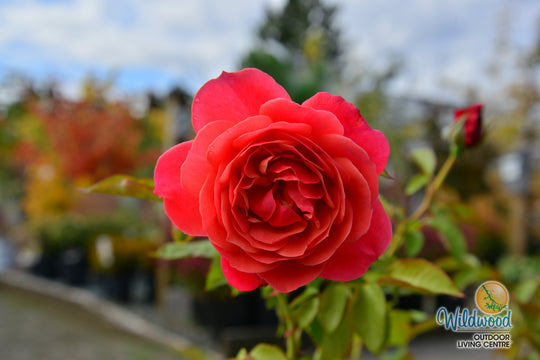 Uptown Girl - Weeks Rose