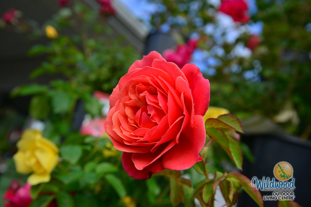 Uptown Girl - Weeks Rose