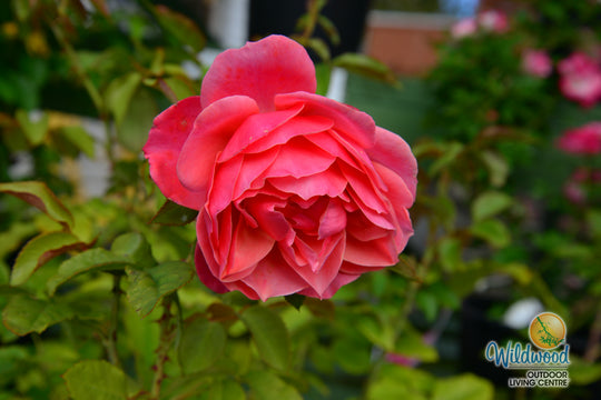 Uptown Girl - Weeks Rose