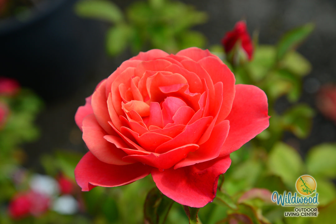 Uptown Girl - Weeks Rose
