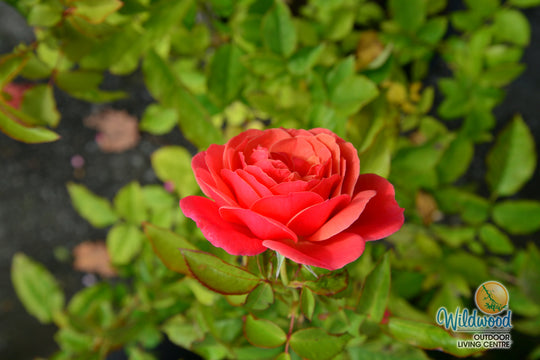 Uptown Girl - Weeks Rose
