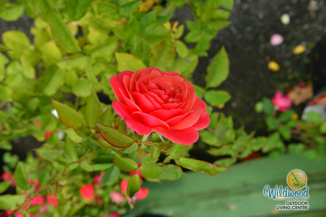 Uptown Girl - Weeks Rose