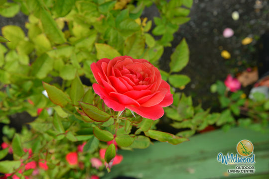 Uptown Girl - Weeks Rose