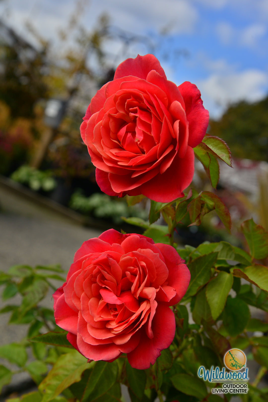 Uptown Girl - Weeks Rose