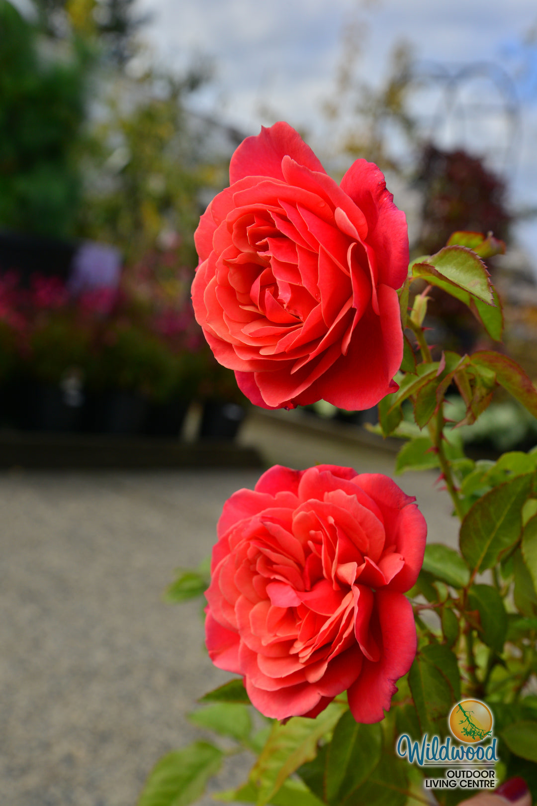 Uptown Girl - Weeks Rose