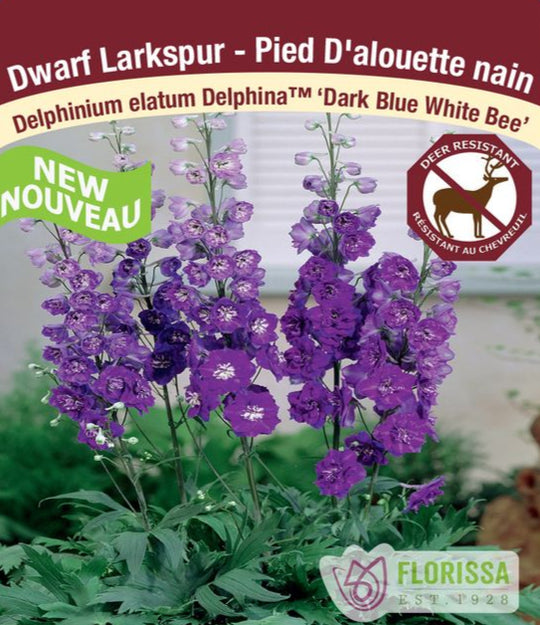 Delphinium - Dark Blue White Bee, 1 Pack