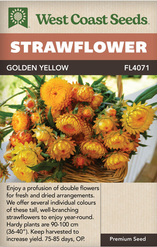 Strawflower Golden Yellow - West Coast Seeds