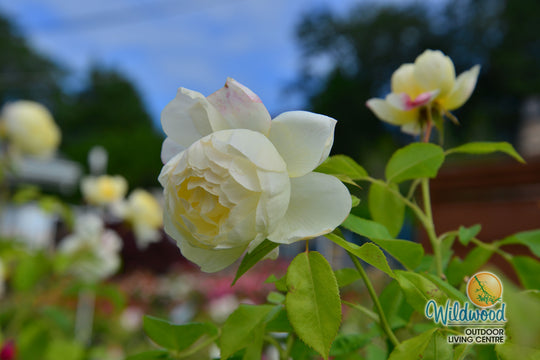 Vanessa Bell - David Austin Rose