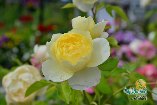 Vanessa Bell - David Austin Rose