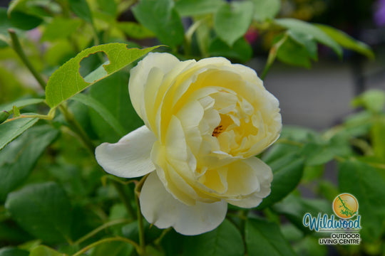 Vanessa Bell - David Austin Rose