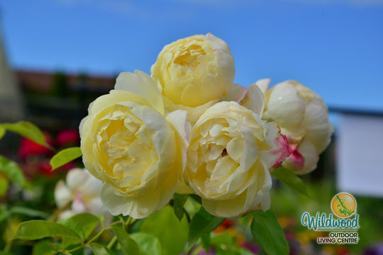 Vanessa Bell - David Austin Rose