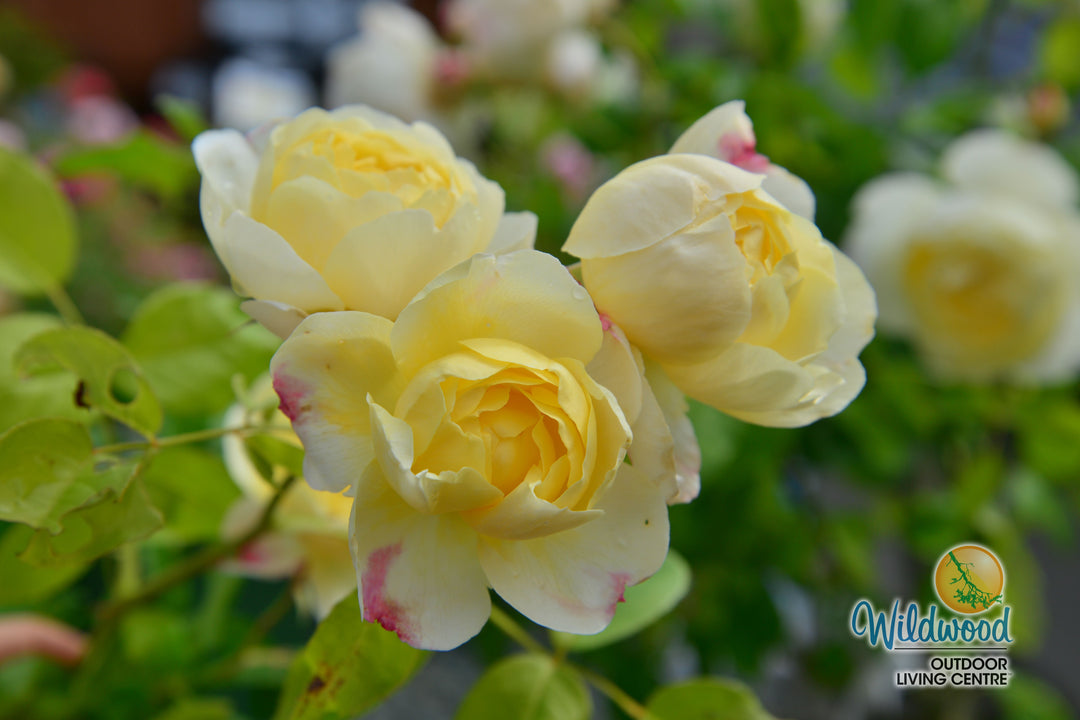 Vanessa Bell - David Austin Rose