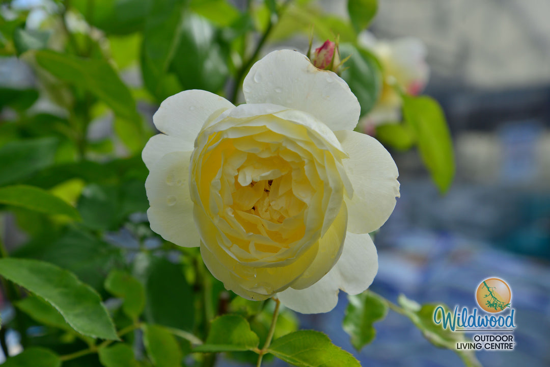 Vanessa Bell - David Austin Rose