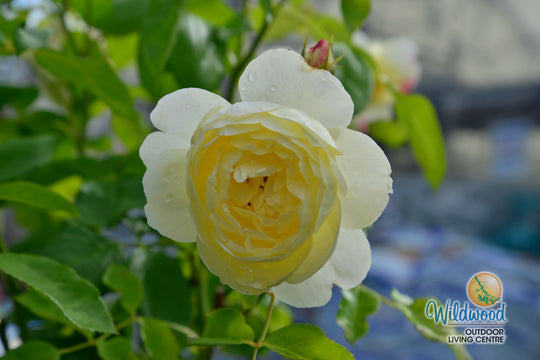 Vanessa Bell - David Austin Rose