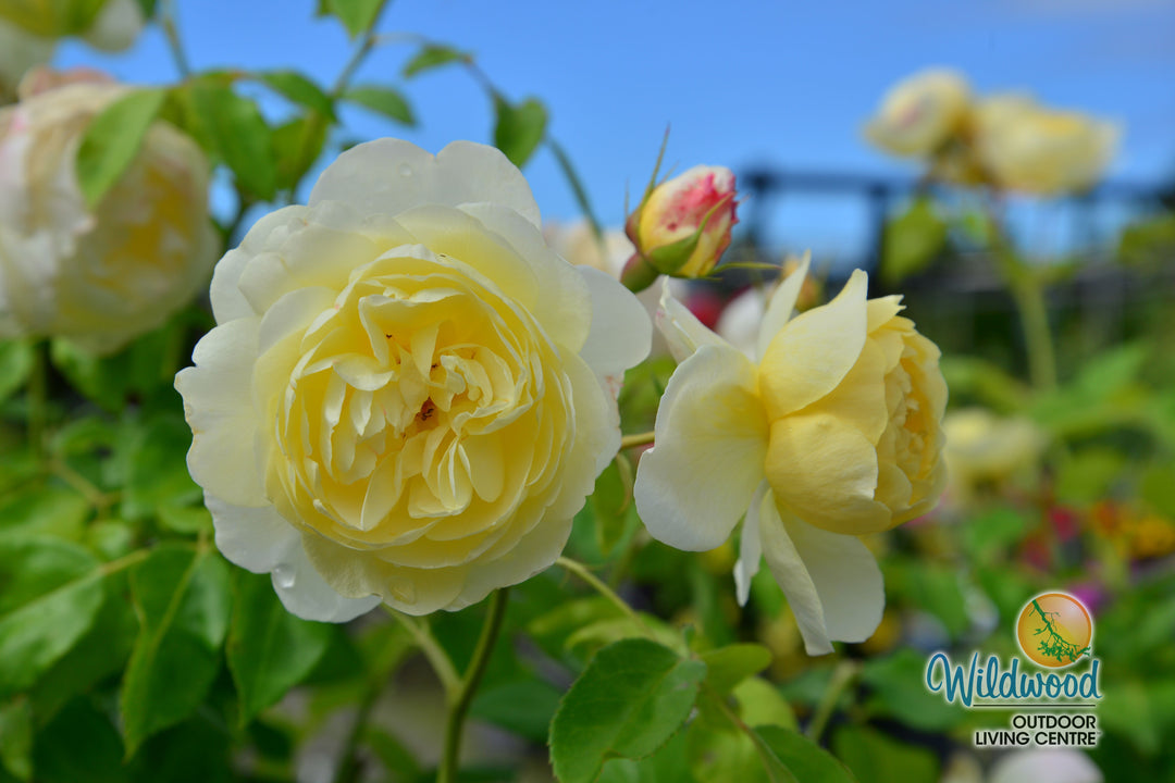 Vanessa Bell - David Austin Rose