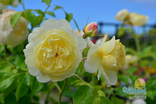 Vanessa Bell - David Austin Rose