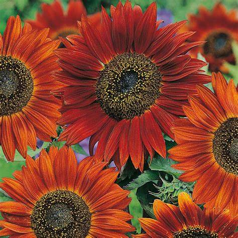 Sunflower Velvet Queen - Pacific Northwest Seeds