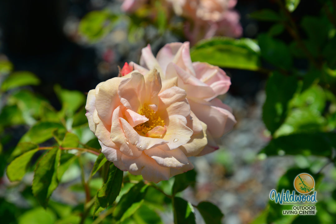 Veranda® Cream™ - Kordes® Roses