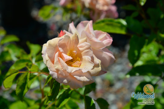 Veranda® Cream™ - Kordes® Roses