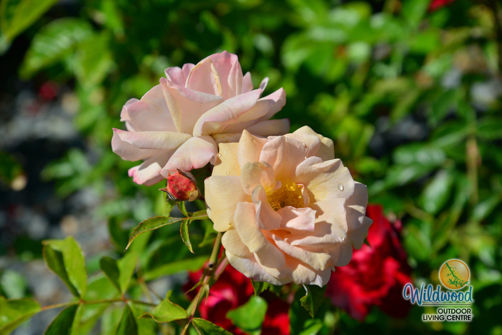 Veranda® Cream™ - Kordes® Roses