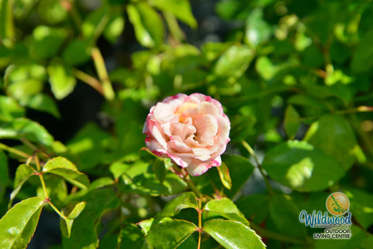 Veranda® Cream™ - Kordes® Roses