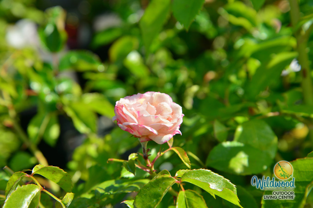 Veranda® Cream™ - Kordes® Roses