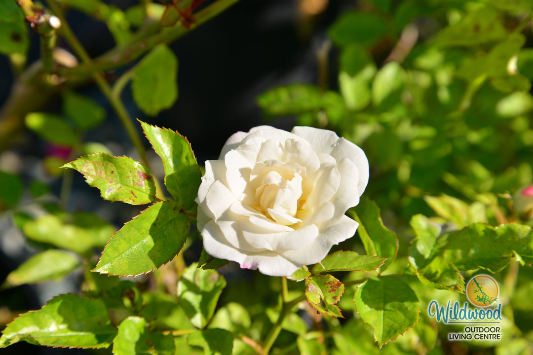 Veranda® White - Kordes® Roses