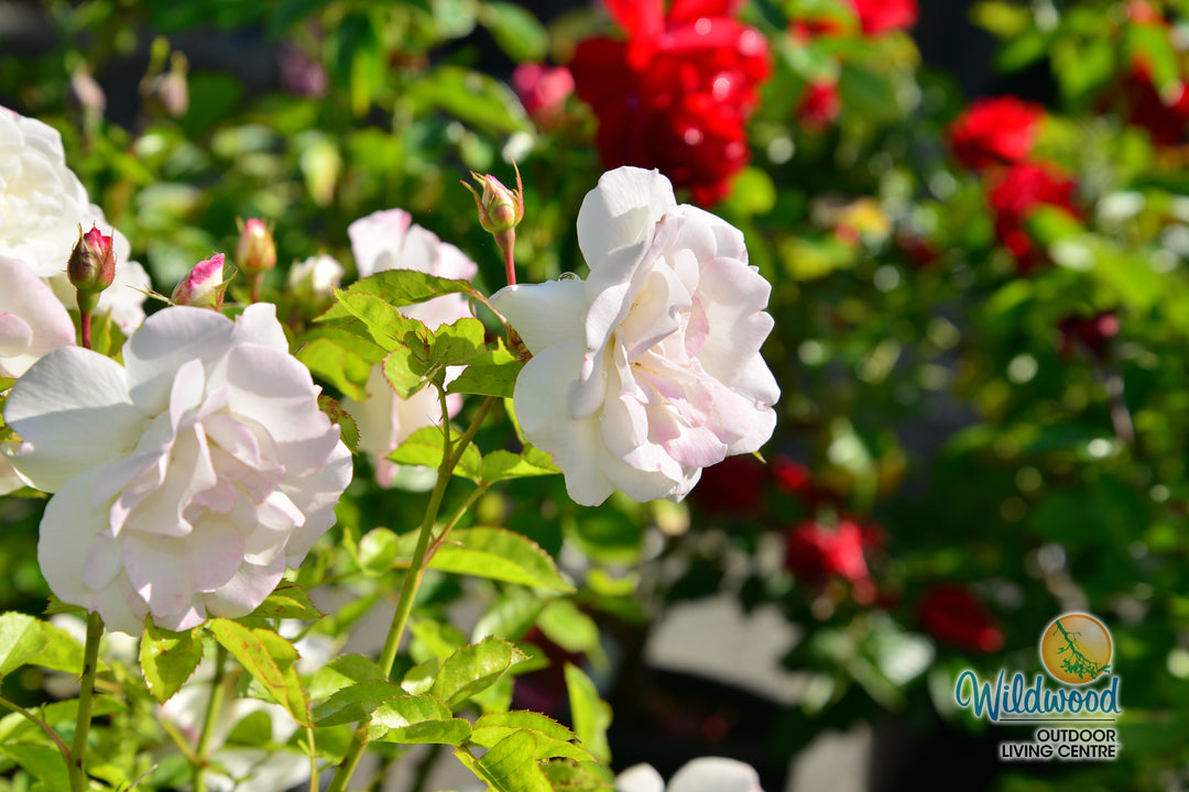 Veranda® White - Kordes® Roses