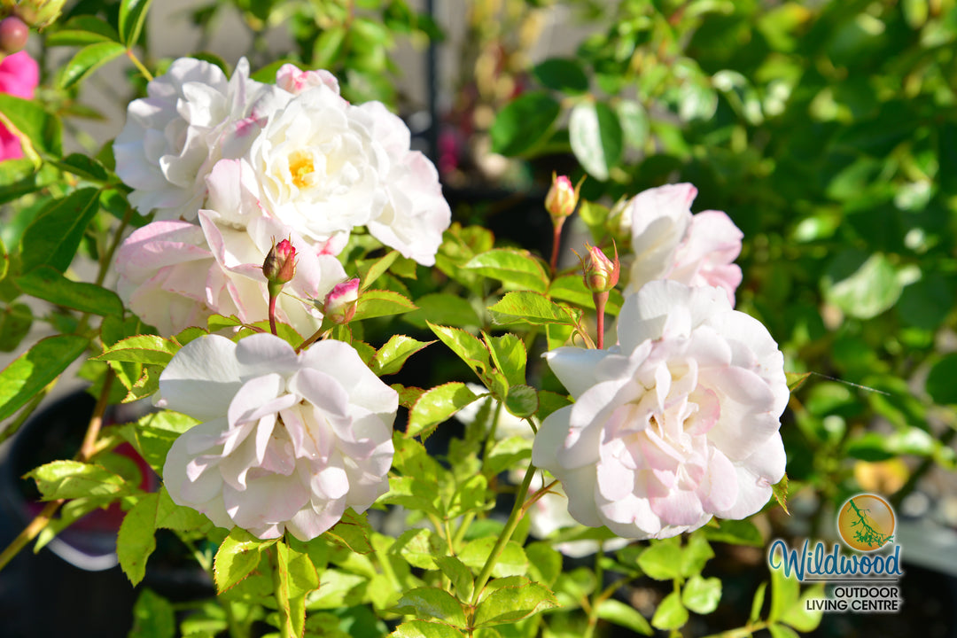 Veranda® White - Kordes® Roses