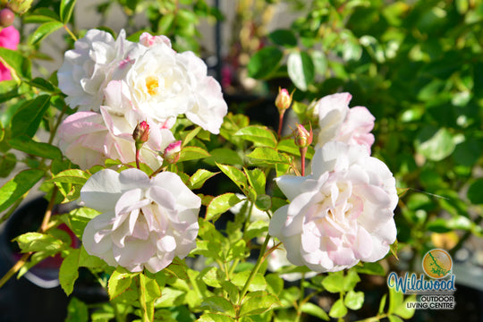 Veranda® White - Kordes® Roses