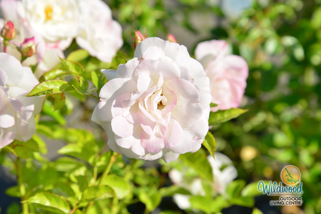 Veranda® White - Kordes® Roses