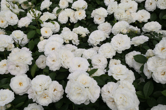 Veranda® White - Kordes® Roses