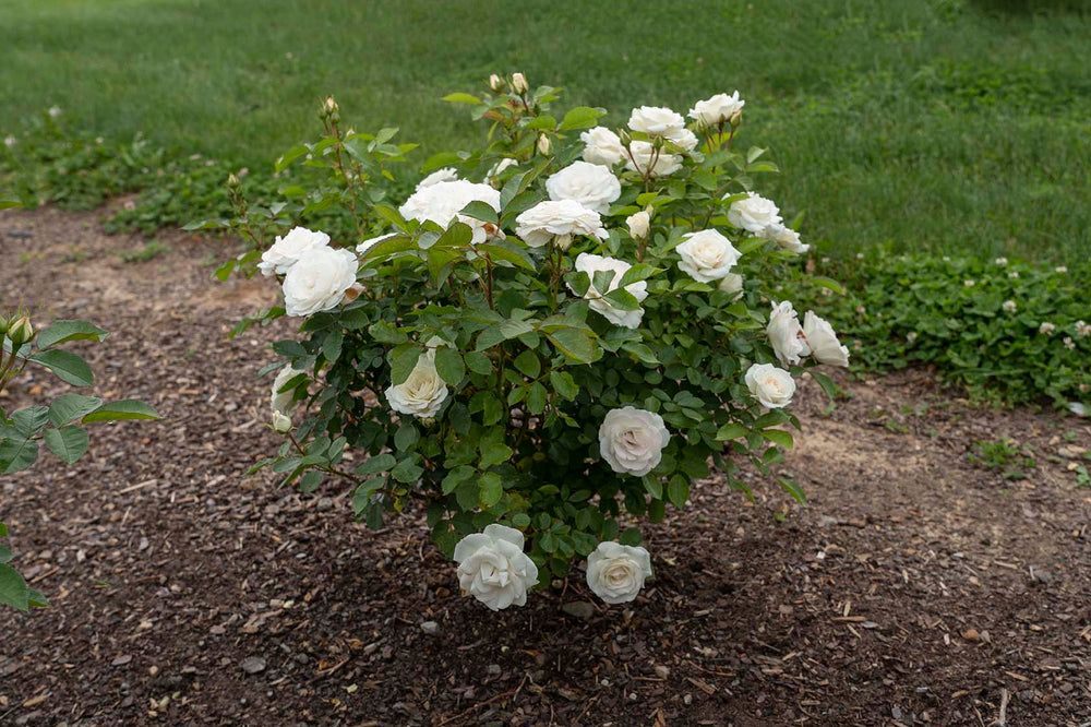 Veranda® White - Kordes® Roses