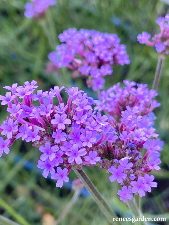 Vanity Verbena Pollinator Wildflowers - Renee's Garden