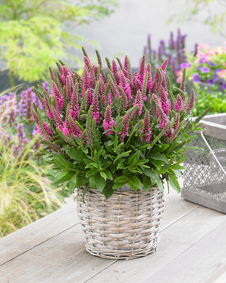 Speedwell - Bubblegum Candles, 1 Pack