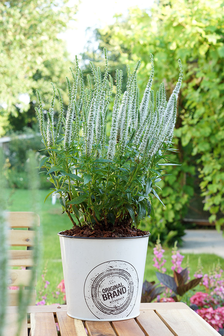 Speedwell - Snow Candles, 1 Pack