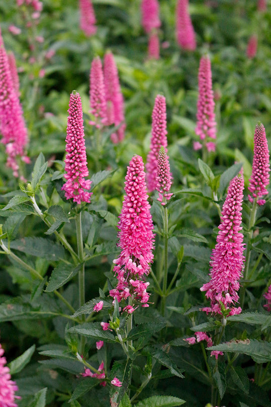 Speedwell - First Love, 1 Pack