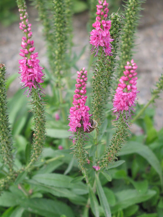 Speedwell - Red Fox, 1 Pack