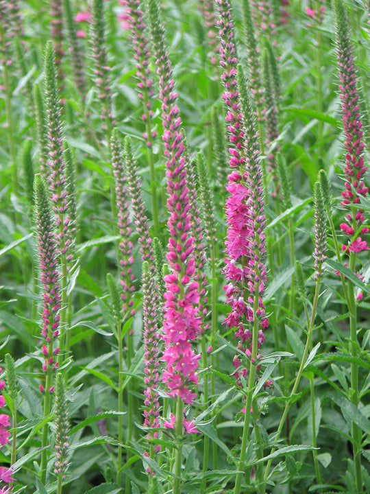 Speedwell - Red Fox, 1 Pack