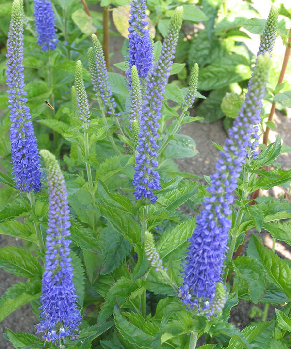 Speedwell - Royal Candles, 1 Pack