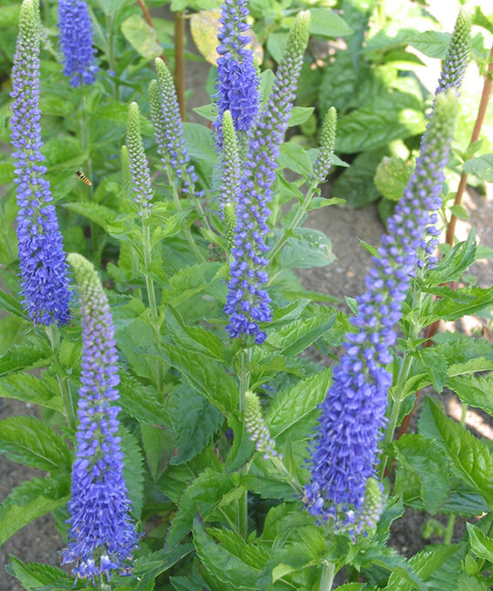 Speedwell - Royal Candles, 1 Pack